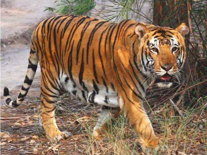 വയനാട്ടില്‍ കടുവയുടെ ആക്രമണത്തില്‍ യുവാവ് കൊല്ലപ്പെട്ടു; പാതി ഭക്ഷിച്ച നിലയില്‍ മൃതദേഹം