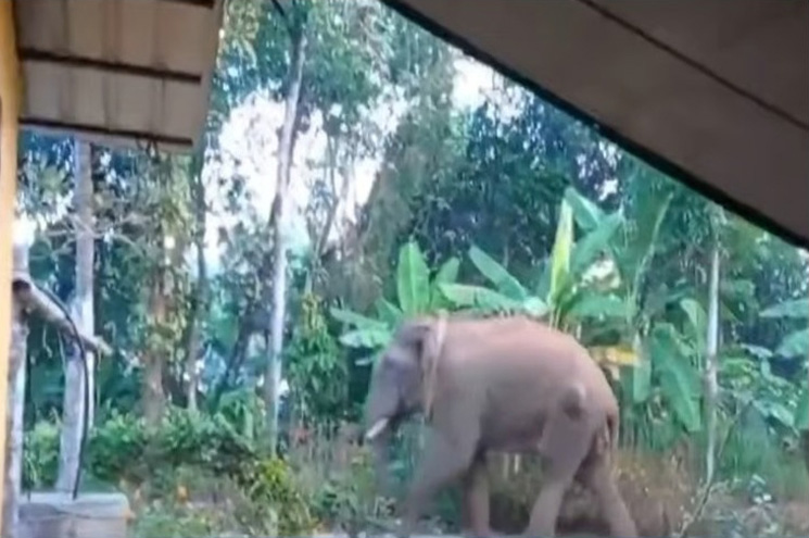 കാട്ടാനയെ മയക്കുവെടി വെക്കും; മാനന്തവാടിയില്‍ നിരോധനാജ്ഞ; പരിഭ്രാന്തി പടര്‍ത്തിയത് ഹാസനില്‍ രണ്ടാഴ്ച മുമ്പ് പിടികൂടിയ ഒറ്റയാന്‍