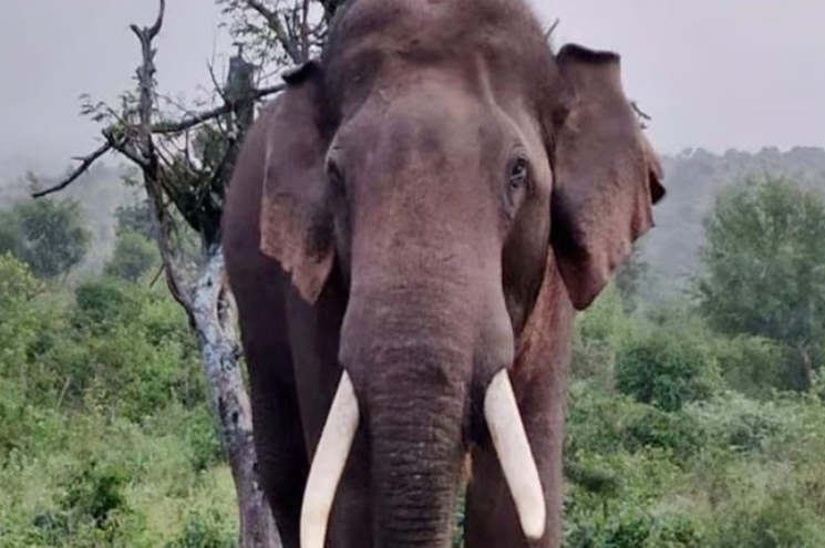 കണ്ണൂരിൽ മാവോയിസ്റ്റ് സംഘത്തിനു നേരെ കാട്ടാന ആക്രമണം, പരിക്കേറ്റയാൾ പിടിയിൽ; അഞ്ച് പേർ രക്ഷപ്പെട്ടു