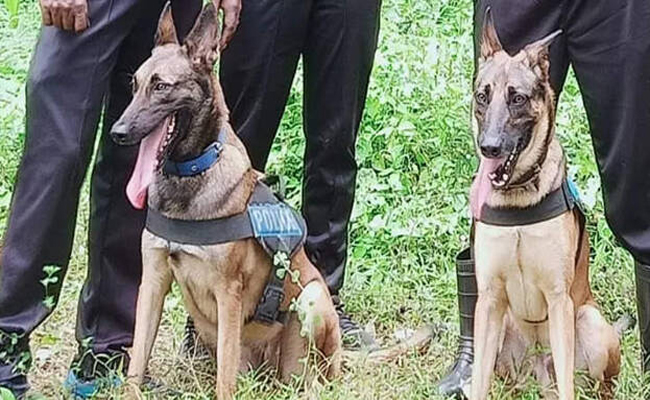 40 അടി താഴെ വരെ ആഴത്തിലുള്ള മൃതദേഹങ്ങളും അവയുടെ അവശിഷ്ടങ്ങളും കണ്ടെത്തും, വയനാട് ദുരന്തഭൂമിയിലേക്ക് മായയും മർഫിയും; പൊലീസ് നായ്ക്കൾ ഉച്ചയോടെ എത്തും