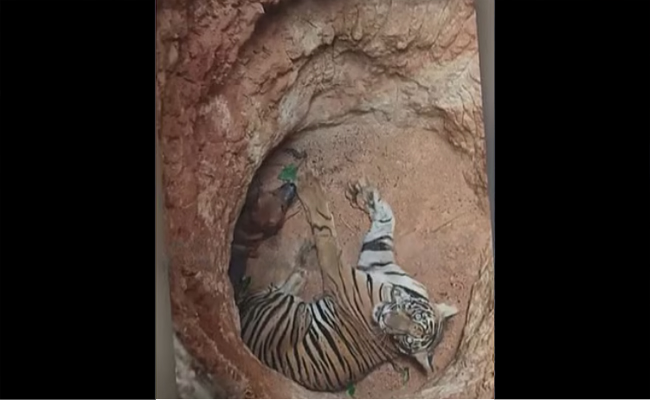 ഇടുക്കിയിൽ ഏലത്തോട്ടത്തിലെ കുഴിയിൽ കടുവ; മയക്കുവെടി വെച്ച് പിടികൂടാൻ ശ്രമം