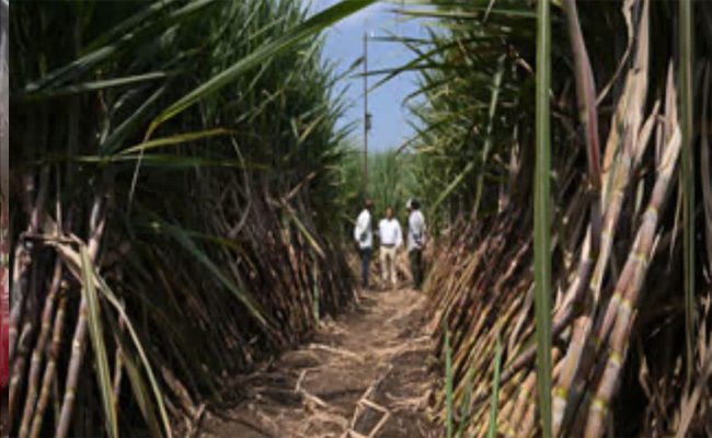 വെള്ള ഉപയോഗത്തെയും കീടങ്ങളെയും കുറിച്ച് നിര്‍മ്മിത ബുദ്ധി അറിയിക്കും, എഐയെ കൂട്ടുപിടിച്ച് പാടത്ത് പൊന്ന് വിളയിക്കുന്ന ഈ കര്‍ഷകനെ പരിചയപ്പെടൂ