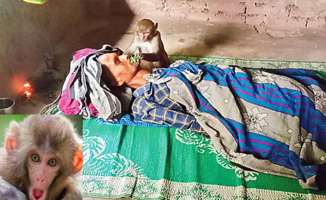 ഉപാധികളേതുമില്ലാത്ത ഒരു സ്‌നേഹ ബന്ധത്തിന്‍റെ കാഴ്‌ചകള്‍; തന്നെ ഊട്ടിയിരുന്ന അമ്മയുടെ ദുഃഖത്തില്‍ നിറകണ്ണുകളുമായി പങ്കുചേരാനെത്തി ഈ കാടിന്‍റെ പുത്രന്‍