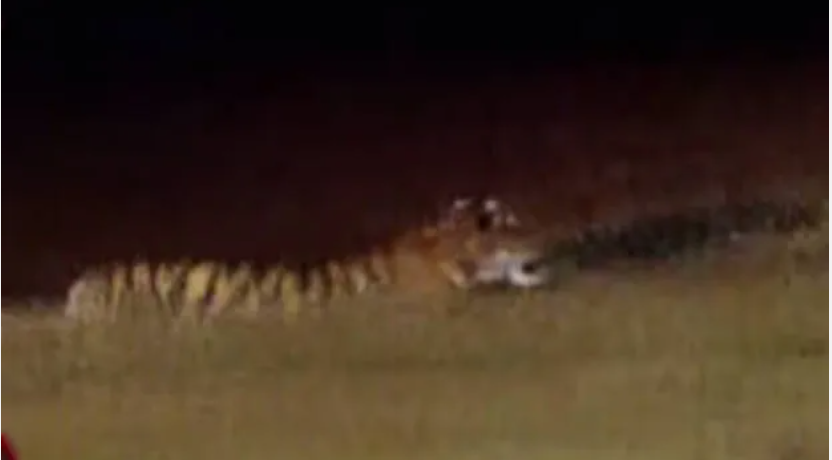 കാടുകയറാതെ കടുവ; ക്യാമറ ട്രാപ്പുകൾ സ്ഥാപിച്ചു, ജനവാസ മേഖലയിലിറങ്ങിയ കടുവയെ പിടിക്കാൻ ശ്രമം