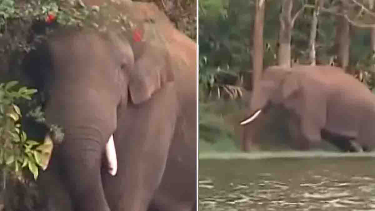നാടുകടത്തിയ അരിക്കൊമ്പൻ കേരള വനമേഖലയിലേക്ക് സഞ്ചരിക്കുന്നു; വനം വകുപ്പ്