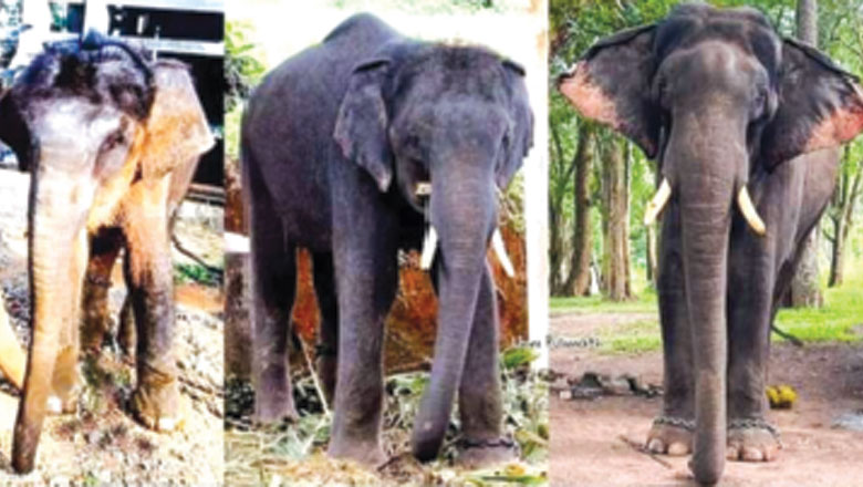 നാ​ടു​വി​റ​പ്പി​ച്ച അ​രി​ക്കൊ​മ്പ​നെ വ​രു​തി​യി​ലാ​ക്കി കാടു​ക​ട​ത്തി​യ​ കു​ങ്കി​ക​ളി​ലെ ക​രു​ത്ത​ന്‍; കോ​ന്നി സു​രേ​ന്ദ്ര​നാ​ണ് താ​രം, ല​ക്ഷ​ണ​ത്തി​ലും അ​ഴ​കി​ലും ഗ​ജ​രാ​ജ​ന്മാ​രി​ല്‍​നി​ന്നു വ്യ​ത്യ​സ്ത​നാ​ണ് സുരേ​ന്ദ്ര​ന്‍