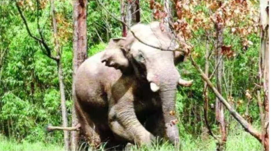 അരിക്കൊമ്പന്റെ വലതുകണ്ണിന് കാഴ്‌ചക്കുറവ്