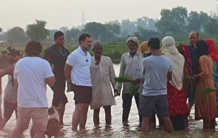 രാവിലെ 6.40ന് കര്‍ഷകര്‍ക്കൊപ്പം പാടത്ത് ഇറങ്ങി ഞാറ് നട്ട് രാഹുല്‍-വീഡിയോ