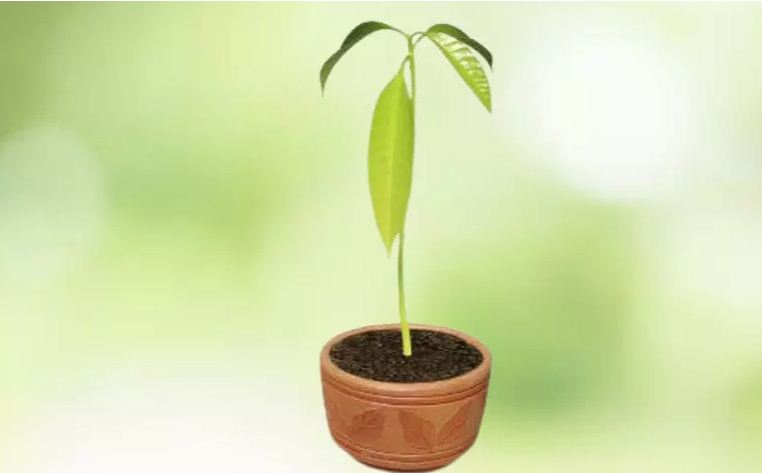 സൗദി സഹകരണത്തോടെ ലക്ഷം വൃക്ഷത്തൈകൾ നടുന്നു