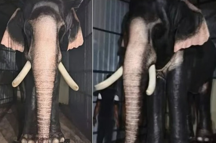 ‘വലത്താനേ, റോബോട്ടിക് ആനേ’; ക്ഷേത്രങ്ങളില്‍ നടക്കിരുത്താന്‍ ഇനി റോബോട്ടിക് ആനകള്‍