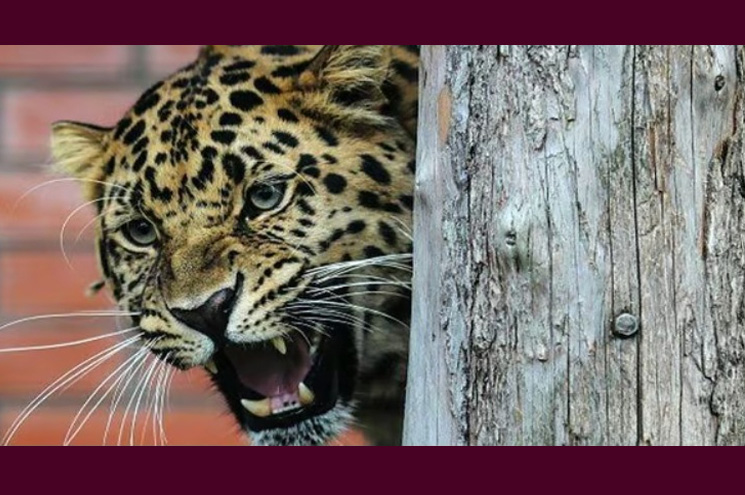 അതിരപ്പിള്ളിയില്‍ വീണ്ടും പുലിയിറങ്ങി; പശുവിനെ കൊന്നു