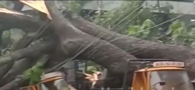 തൃശ്ശൂരിൽ, വൻമരം കടപുഴകി വീണു; രണ്ട് പെട്ടി ഓട്ടോറിക്ഷകൾ തകർന്നു