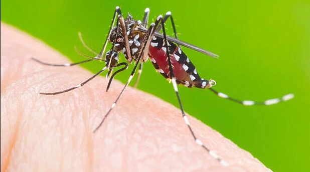 ഡെങ്കിപ്പനി; പൊതുജനാരോഗ്യ നിയമം കർശനമാക്കാന്‍, എറണാകുളം