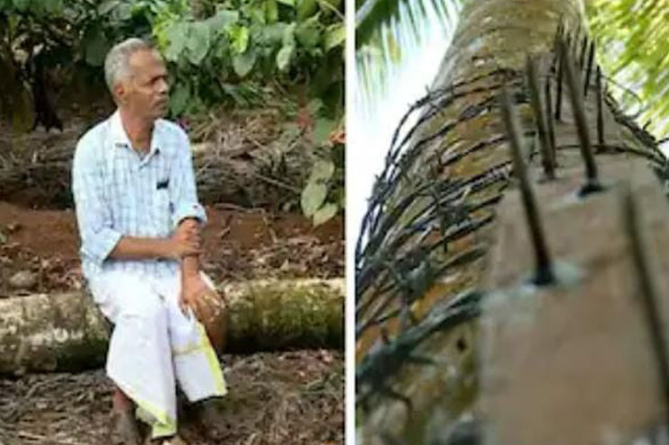 കാട്ടാനയ്ക്ക് കലിപ്പ് തെങ്ങിനോട്; ഒടുവിൽ ആനയെ മര്യാദ പഠിപ്പിക്കാൻ  അപ്പുക്കുട്ടൻ മാഷ്‌.
