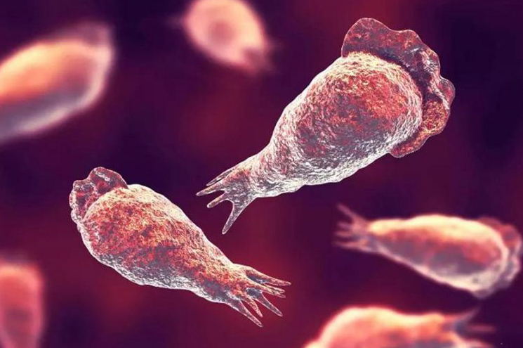 അത്യപൂര്‍വ്വമായി മാത്രം മനുഷ്യനെ ബാധിക്കുന്നത് ; സംസ്ഥാനത്ത് അഞ്ച് വയസുകാരിയുടെ മരണത്തിന് ഇടയാക്കിയ അമീബിക് മസ്‌തിഷ്‌ക ജ്വരം ? അറിയേണ്ടതെല്ലാം