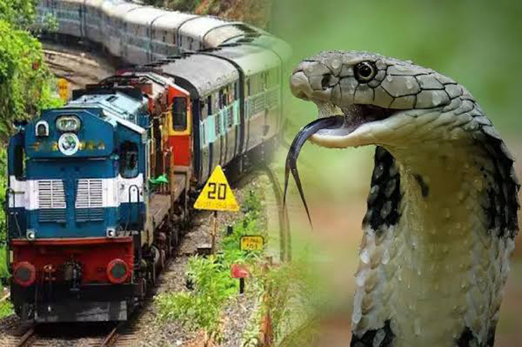 നിലമ്പൂര്‍- ഷൊര്‍ണ്ണൂര്‍ പാസഞ്ചറില്‍ യുവതിയെ പാമ്പ് കടിച്ചു?; ആയുര്‍വേദ ഡോക്ടര്‍ ആശുപത്രിയില്‍