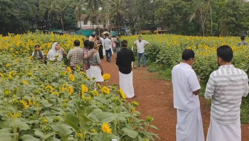 കാഴ്‌ച്ചക്കാരെ വരവേറ്റ് സീമാമുവിൻ്റെ പൂ’പാടം സൂര്യകാന്തി വസന്തം’ കാണാന്‍ ഇനി നാടുവിടേണ്ട, മലപ്പുറത്തേക്ക് പോരൂ