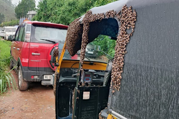 നിര്‍ത്തിയിട്ട ഓട്ടോയില്‍ കൂടുകൂട്ടി തേനീച്ചകള്‍; പൊല്ലാപ്പിലായി ഡ്രൈവർ