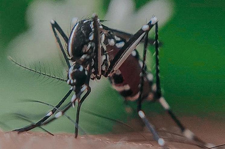 ആലപ്പുഴയിൽ വെസ്റ്റ് നൈൽ പനി; ജാഗ്രത നിർദേശം പുറപ്പെടുവിച്ച് ആരോഗ്യ വകുപ്പ്; എന്താണ് വെസ്റ്റ് നൈല്‍?; രോഗലക്ഷണങ്ങള്‍, അറിയേണ്ടതെല്ലാം.