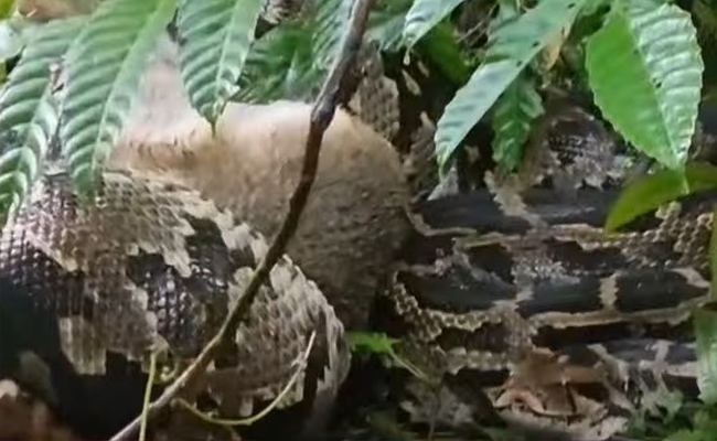 ശബ്ദം കേട്ടു നോക്കിയ വീട്ടുകാര്‍ ഞെട്ടി, കുറുനരിയെ ചുറ്റിവരിഞ്ഞ് കൂറ്റന്‍ പെരുമ്പാമ്പ്