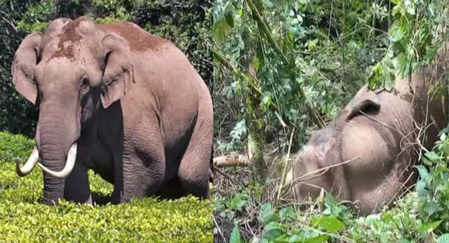 ചക്കക്കൊമ്പനും മുറിവാലനും ചിന്നക്കനാലില്‍ ഏറ്റുമുട്ടി; മുറിവാലന് ഗുരുതര പരുക്ക്