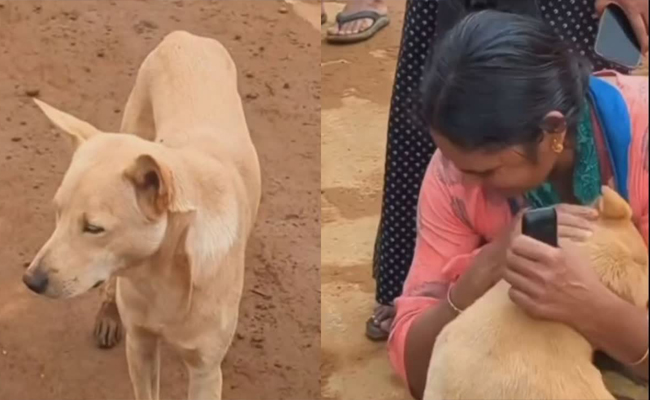 ദുരന്ത ഭൂമിയില്‍ ഉടമയെ തേടി അലഞ്ഞു, കണ്ടപ്പോൾ തൊട്ടുരുമ്മി സ്‌നേഹ പ്രകടനം; ചൂരൽമലയിൽ നിന്നുള്ള കാഴ്‌ച