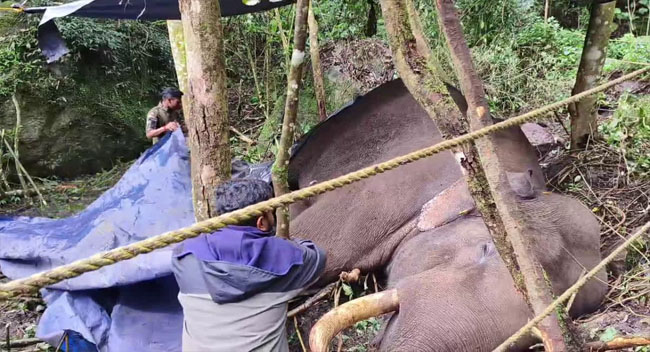 ചക്കക്കൊമ്പനുമായി ഏറ്റുമുട്ടി; ഗുരുതര പരിക്കേറ്റ മുറിവാലൻ കൊമ്പൻ ചരിഞ്ഞു