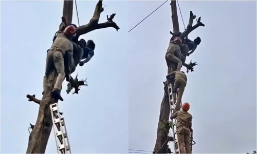 മരം മുറിക്കുന്നതിനിടെ സ്‌ട്രോക്ക്; മധ്യവയസ്‌കനെ മരത്തില്‍വച്ചു കെട്ടി സുഹൃത്ത്, രക്ഷകരായി അഗ്നിശമന സേന