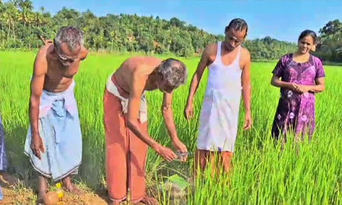 വയനാടിന് നെല്ല് ഭക്ഷ്യധാന്യം മാത്രമല്ല, ജീവിതവുമായി വിളക്കി ചേർത്ത ഒരു സംസ്‌കാരം കൂടിയാണ്. നെല്ലിനും ‘പിറന്ന’ നാള്‍ : പാരമ്പര്യ തനിമയിൽ മകം കുളിപ്പിക്കൽ ചടങ്ങ് ആഘോഷമാക്കി വയനാട്ടിലെ കുറിച്യ സമുദായം