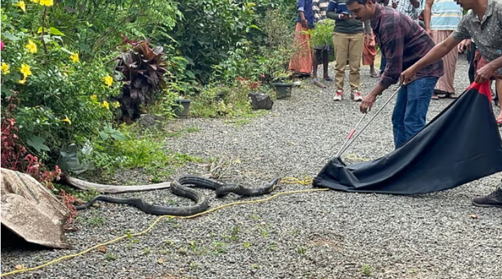 കണ്ണൂരിൽ വീട്ടിലെ കിണറ്റിൽ 12 അടി നീളമുള്ള രാജവെമ്പാല, ഭയന്ന് വീട്ടുകാർ; സാഹസികമായി പിടികൂടി