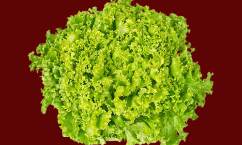 രുചി കിടിലൻ.. കാണാൻ ചുള്ളൻ.. കേരളത്തിലും കിളിർക്കുന്ന കാബേജിൻറെ പകരക്കാരൻ; നടാൻ ഇതാണ് സീസൺ