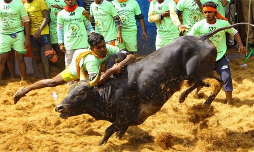 തമിഴകം ‘വീരവിളയാട്ട്’ ആവേശത്തിലേക്ക്; ആവണിയാപുരം ജല്ലിക്കെട്ട് ഇന്ന്, അറിയാം കാളയെ മെരുക്കുന്ന പോരാട്ടത്തെക്കുറിച്ച്