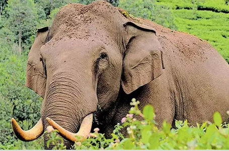 വന്യജീവി ആക്രമണം തുടരുന്നു; വയനാട്ടിൽ നാളെ യുഡിഎഫ് ഹർത്താൽ