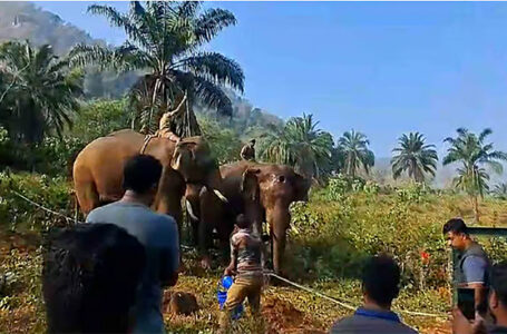 മുറിവ് പുഴുവരിച്ച നിലയിൽ, മയങ്ങി വീണതിൽ ആശങ്ക; മസ്തകത്തിൽ മുറിവേറ്റ കൊമ്പൻ ഇനി കോടനാട് ചികിത്സയിൽ, ദൗത്യം വിജയകരം