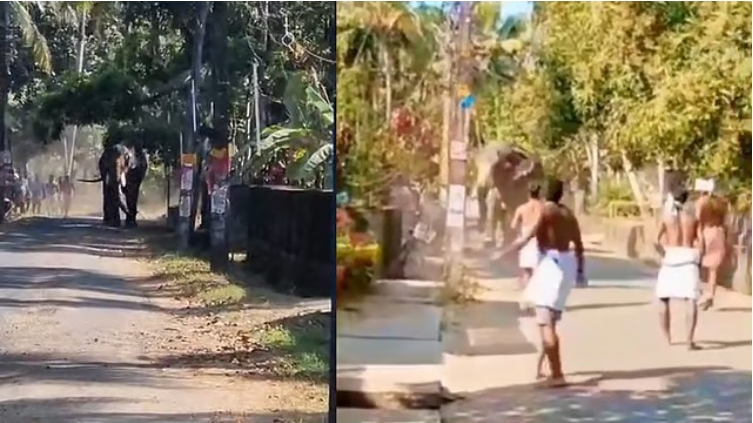 തൃശൂരിൽ ഉത്സവത്തിനെത്തിച്ച ആന രണ്ടുപേരെ കുത്തിവീഴ്ത്തി; ഒരാൾ മരിച്ചു