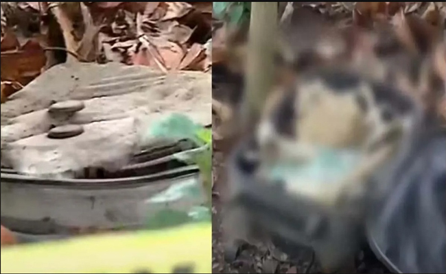 കൊല്ലത്ത് പള്ളി വളപ്പിൽ സ്യൂട്ട്‌കേസിൽ അസ്ഥികൂടം; പൊലീസ് പരിശോധന