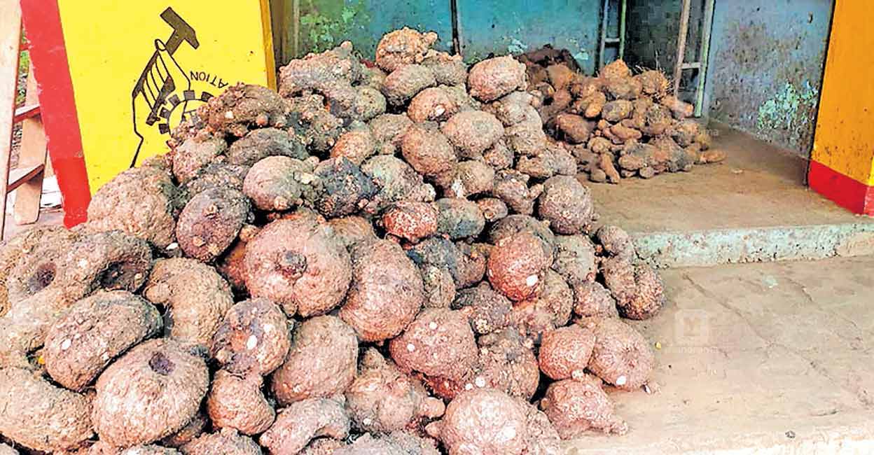 കപ്പയും ചേനയും കാച്ചിലുമെല്ലാം ഇനി ഓ‌ർമ്മയാകും, പ്രധാന കാരണം കർഷകരുടെ വന്യ ജീവികളോടുള്ള