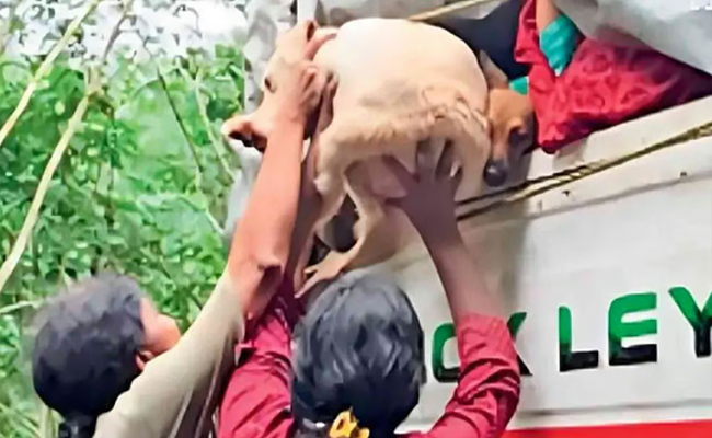 മൂടിക്കെട്ടിയ ലോറിയില്‍ നിറയെ നായ്ക്കളുമായി കൊട്ടാരക്കരയില്‍ അഞ്ചംഗസംഘം; തടഞ്ഞുവച്ച് നാട്ടുകാര്‍, പ്രതിഷേധം