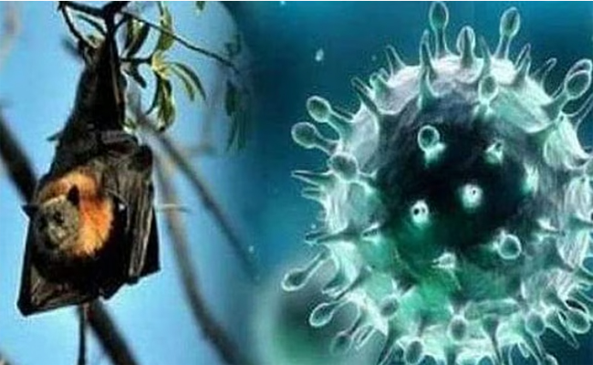 മലപ്പുറത്തും നിപ: മൂന്ന് ജില്ലകളിലായി 345 പേര്‍ സമ്പര്‍ക്കപ്പട്ടികയില്‍, 43 ആരോഗ്യ പ്രവര്‍ത്തകര്‍