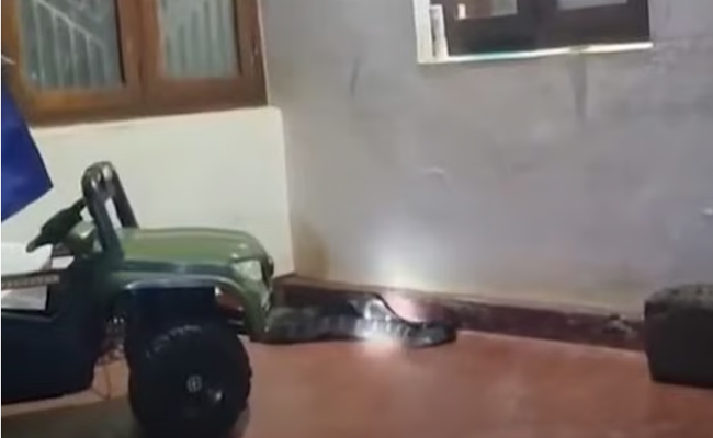 കുഞ്ഞിന്റെ ടോയ് കാറിനുള്ളിൽ കൂറ്റൻ രാജവെമ്പാല; ഞെട്ടിത്തരിച്ച് വീട്ടുകാർ