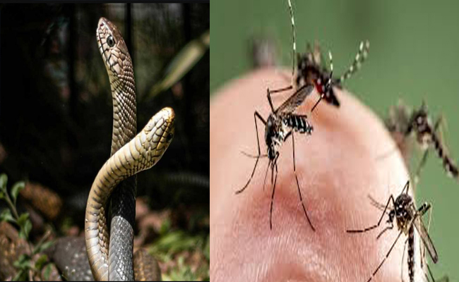 കൊതുകുകളോ പാമ്പുകളോ ഇല്ലാത്ത ഒരേയൊരു രാജ്യം ഇതാണ്; ജപ്പാനോ ദുബായിയോ യു.എസോ അല്ല