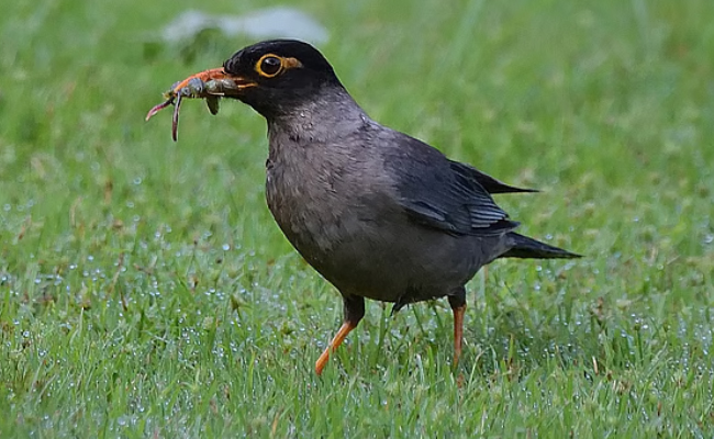 മൈ​ന​കൾ കുഴപ്പക്കാരെന്ന് ഖത്തറും, ഇതുവരെ പിടികൂടിയത് 35,000 എണ്ണത്തിനെ