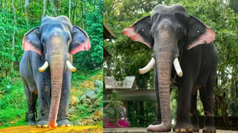 രോഗങ്ങളെത്തുടർന്ന് ഏറെനാളായി ചികിത്സയാലായിരുന്ന ആനപ്രേമികളുടെ പ്രിയങ്കരൻ ഈരാറ്റുപേട്ട അയ്യപ്പൻ ചരിഞ്ഞു