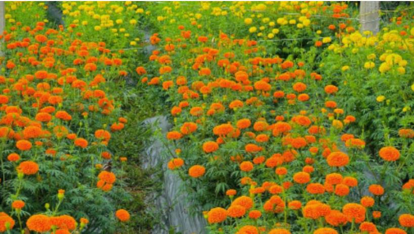 മലപ്പുറത്ത് കുടുംബശ്രീ പൂ വിപണിയിലേക്കും, വിളവെടുക്കുന്നത് 99.9 ഏക്കറിലെ പൂക്കൾ