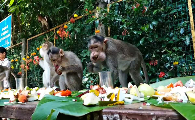 പതിനെട്ടാം വർഷവും മുടങ്ങാതെ വാനര സദ്യയൊരുക്കി ഒരു ഗ്രാമം; കൂട്ടമായെത്തി ഓണം ആഘോഷിച്ച് കുട്ടിക്കുരങ്ങന്മാർ