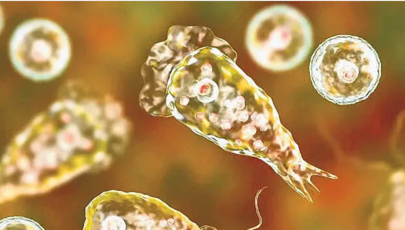 അമീബിക് മസ്‌തിഷ്‌ക ജ്വരം; ചികിത്സയിലായിരുന്ന യുവാവ് മരിച്ചു, രണ്ടുപേരുടെ നില ഗുരുതരം