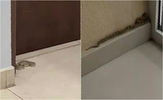 ദുബൈയിലെ ഫ്ലാറ്റുകൾക്കുള്ളിൽ പാമ്പുകൾ; മുൻകരുതൽ നടപടിയുമായി മുനിസിപ്പാലിറ്റി; വിഡിയോ