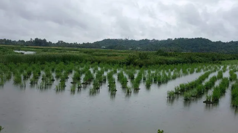 പത്ത് വർഷത്തെ പ്രയത്നം ഫലം കണ്ടു, ഏത് മോശം കാലാവസ്ഥയും ഉപ്പുവെള്ളവും അതിജീവിക്കുന്ന നെല്ലിനം വരുന്നു