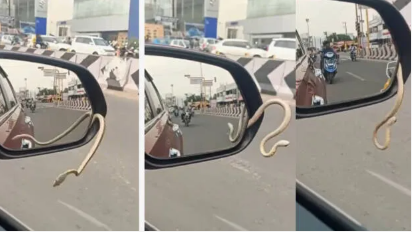 ഓടിക്കൊണ്ടിരിക്കുന്ന കാറിന്റെ മിററിൽ നിന്ന് പാമ്പ് പുറത്തേക്ക്; നടുക്കുന്ന ദൃശ്യങ്ങൾ പുറത്ത്