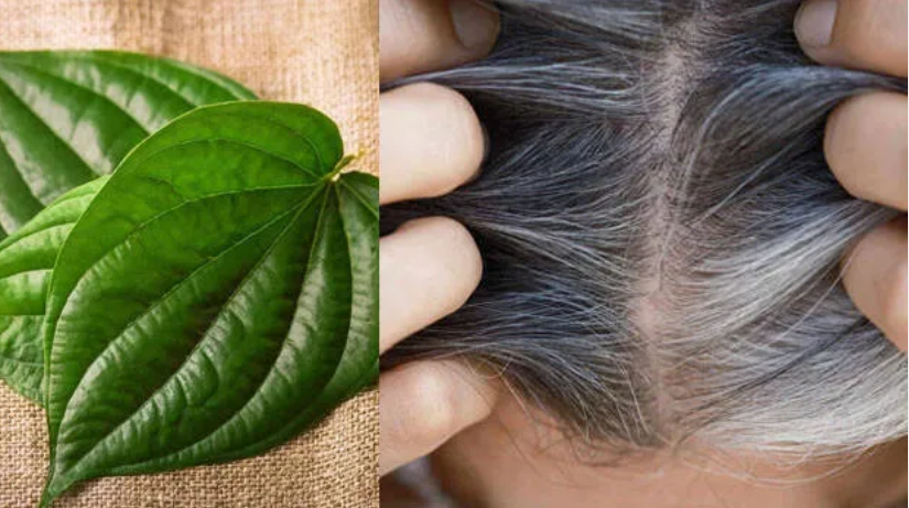 വെറും രണ്ട് ഇല മതി; ഇത്രമാത്രം ചെയ്‌താൽ നരച്ചമുടിയെല്ലാം കറുപ്പാകും